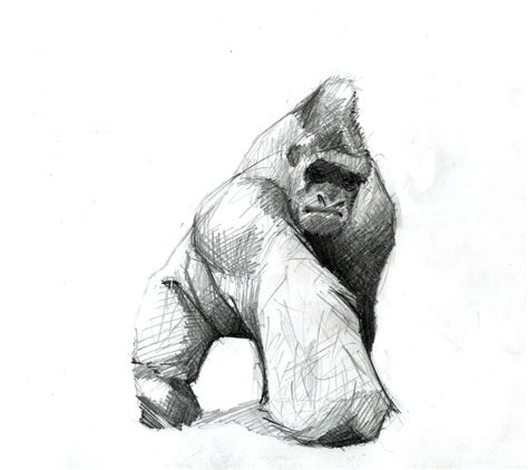 Gorilla Gorillas Art Animal Sketches Animal Drawings