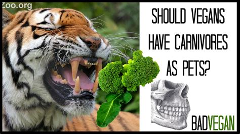 VEGANS SHOULDN'T OWN CATS?! | BadVegan - YouTube