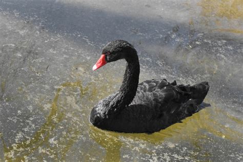 Free Picture Black Water Lake Swan Pond Aquatic Bird Wildlife