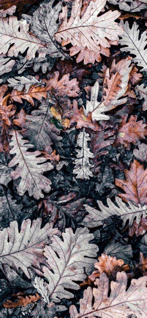 Iphone Xr Wallpaper Autumn Leaves Fallen Hd Iphone
