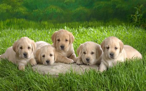 Cute Puppy Desktop Wallpapers On Wallpaperdog