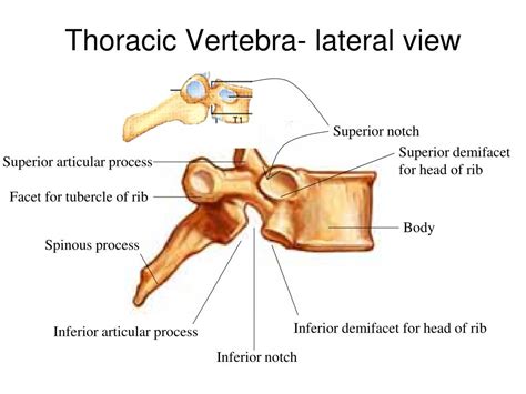 Thoracic Vertebra Lateral View With Labels Axial Skeleton Visual Images And Photos Finder