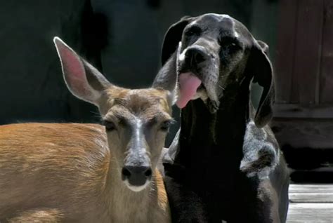 A Great Dane And Deer Share The Most Unique Friendship Paw My Gosh