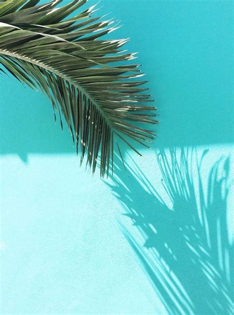 Palm Trees Summer Aesthetic Nature Photography