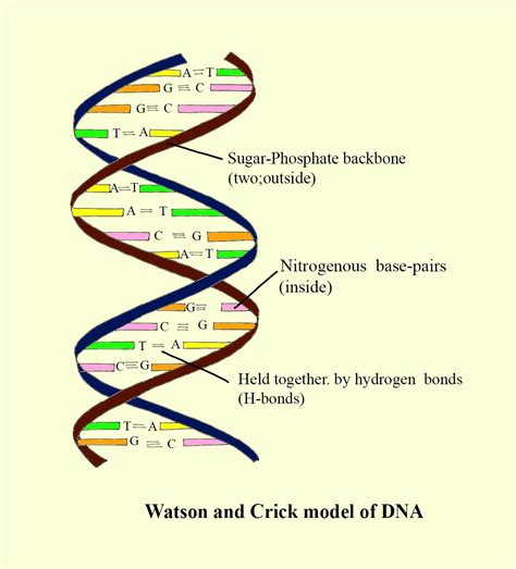 Dna Diagram Labeled