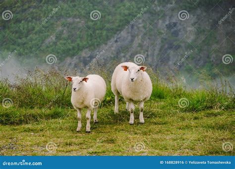 Sheeps On Mountain Farm On Cloudy Day Norwegian Landscape With Sheep