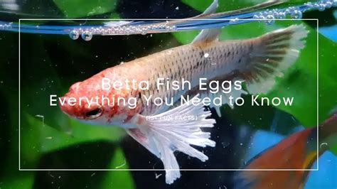 Betta Fish Eggs Everything You Need To Know 15 Fun Facts
