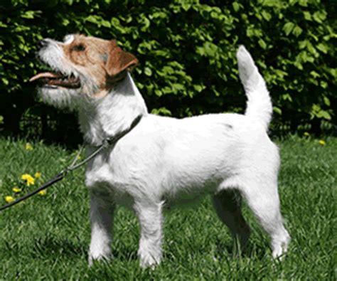 jack russell terrier rough smooth