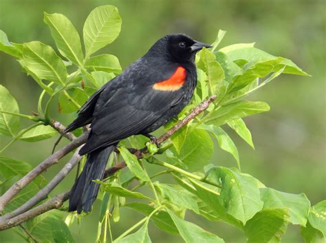 Red Winged Blackbird Birds Of Pennsylvania