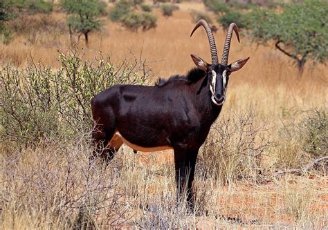 Giant Sable Antelope Scientific Name Hippotragus Niger Variani Raidke