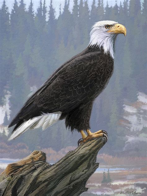 Dan Burr Illustrator Eagle Paintings