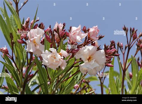 Nerium Oleander Oleander Tree Stock Photo Alamy