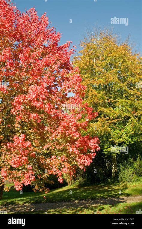 Attractive Autumn Colours In A Red Maple Tree Stock Photo Alamy