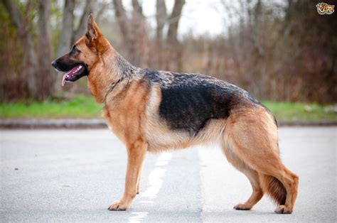 German Shepherd Dog Breed Facts Highlights And Buying Advice Pets4homes