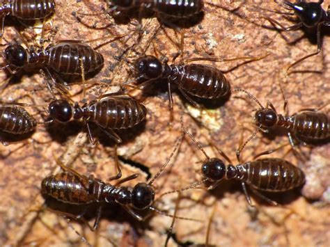 They prefer to inhabit deserts, forested regions, marshes, plains, and residential areas. Why You Need a Professional to Kill Termites | Triangle Pest Control