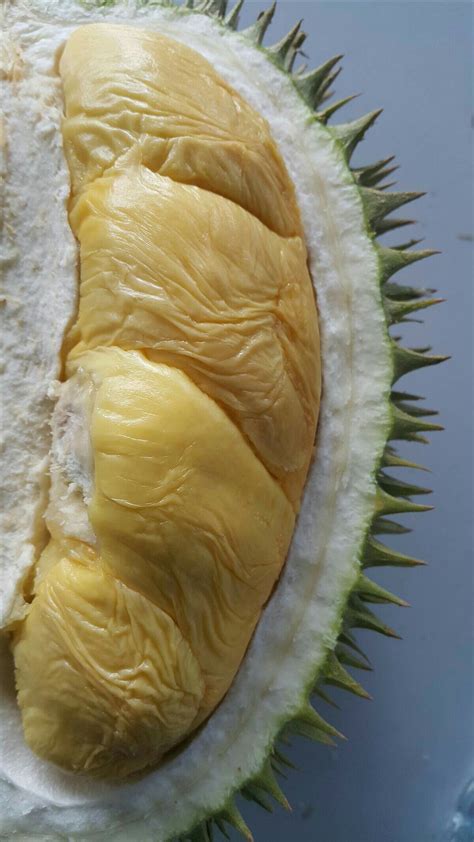 Manfaat Buah Durian Edukasinewss Com
