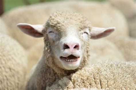 Funny Sheep Face Ovejas Divertidas Ovejas Animales Felices