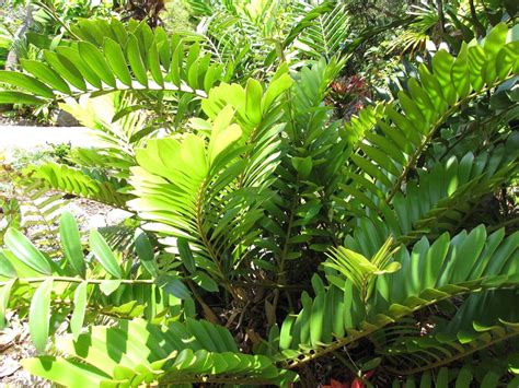 Understanding The Zamioculcas Zamiifolia Zanzibar Gem Properly