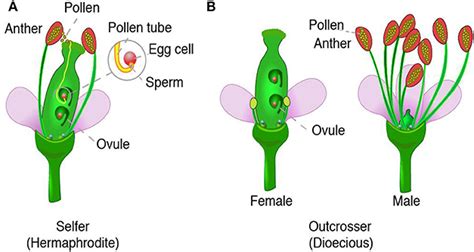Flower Power A Close Look At Plant Reproduction · Frontiers For Young
