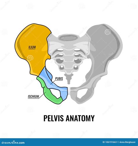 Pelvis Anatomy Scheme Stock Vector Illustration Of Biology 106191663