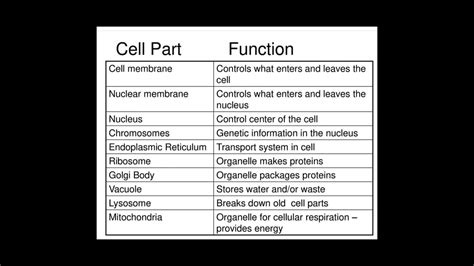 Cell Parts And Their Functions Youtube