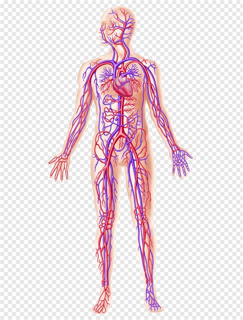 Circulatory System Human Body Blood Vessel Organ System Weight Loss