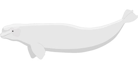 Beluga Whale Aquatic Free Vector Graphic On Pixabay