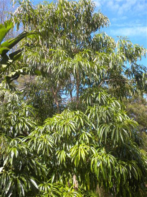 Rauvolfia Caffra Quinine Tree Grows On You