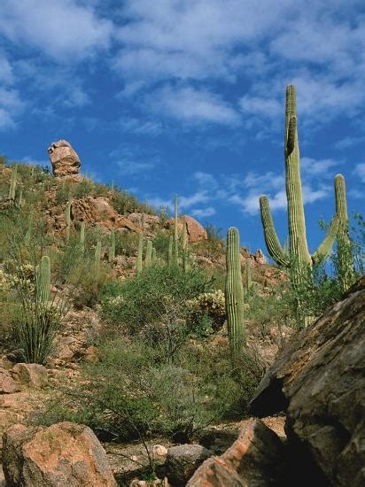 Saguaro Cactus In Sonoran Desert Saguaro National Park Arizona Usa
