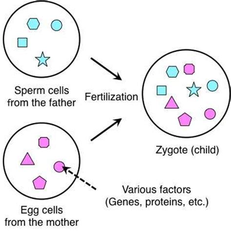 A zygote is the simplest form of life, so once a zygote is formed, it proceeds to split and divide into new cells that organize and form more complex structures. Zygote | Definition, Formation and Examples
