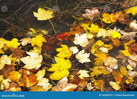 Maple Leaf In Water Floating Autumn Maple Leaf Colorful Leaves In