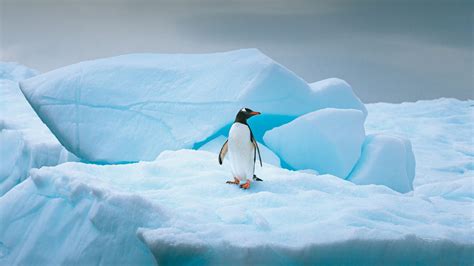 Penguin On Ice Island Hd Animals Wallpapers Hd Wallpapers Id 52806