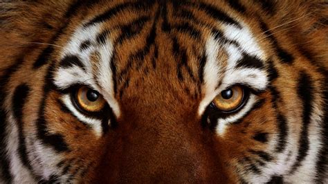 Tiger Tigers Face Eye Eyes Cat Wallpaper 1920x1080