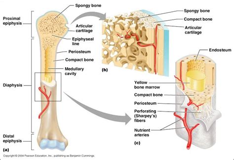 Pin By Jessica Joyce On Systems Musculoskeletal Human Bones Anatomy