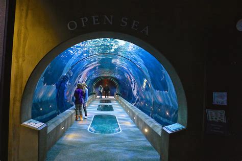 Our specialists can help you source the perfect product for your project. Russman's spot: Oregon~ Oregon Coast Aquarium ~ Newport ...