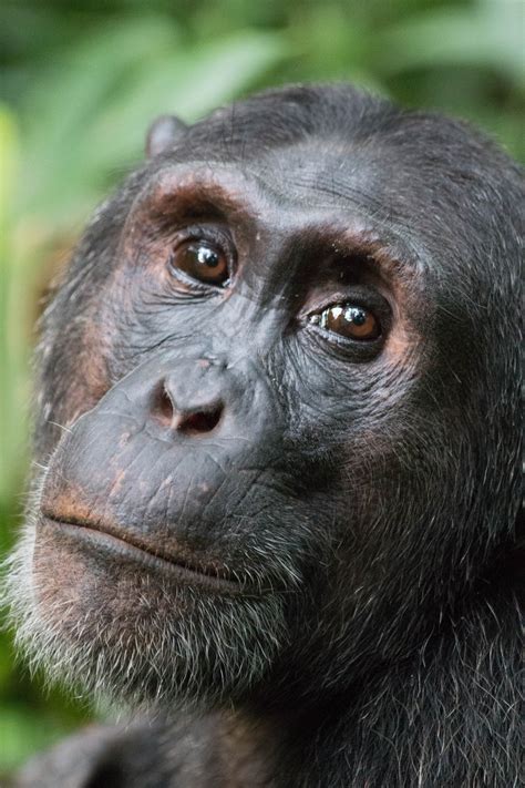 Kibale Chimpanzee Face Safari Club