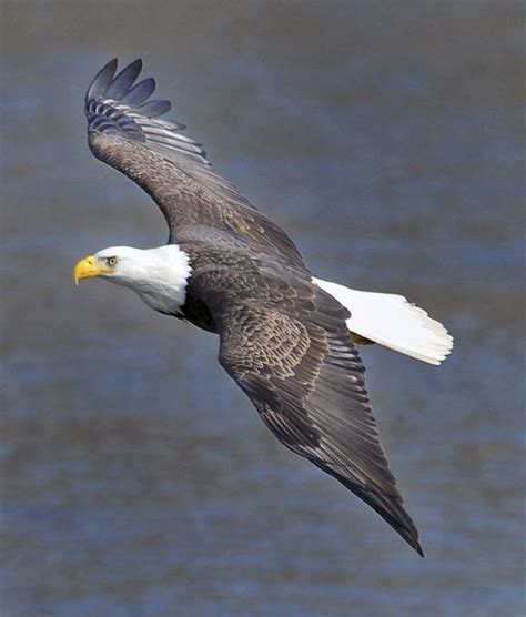 Viewing tweets won't unblock @the_eagles. Bald eagles are star attraction at Conowingo Dam