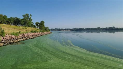 Harmful Algae Blooms At Lake Mitchell Swimming Discouraged