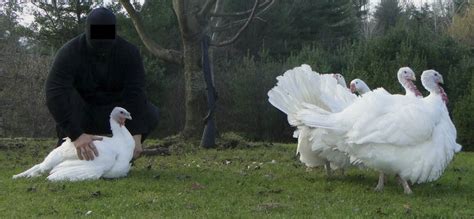 Animal Liberation Front UK: Repression and Resilience – The Base