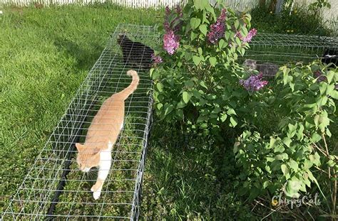 How To Make Outdoor Cat Tunnels For Your Indoor Cat