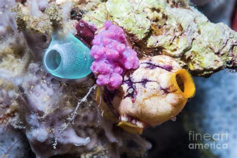 Sea Squirts Photograph By Georgette Douwma Science Photo Library Pixels