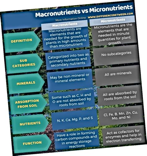 Apa Itu Makronutrien Dan Mikronutrien