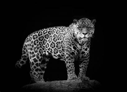 Jaguar Animal Wild Cat Background Wallpapers Dark
