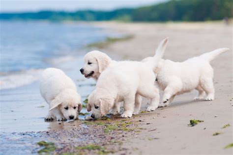 Dogs Coast Retriever Puppy White Golden Animals