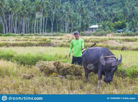 Filipino Farmer And His Buffalo On The Way To A Rice Field In El Nido