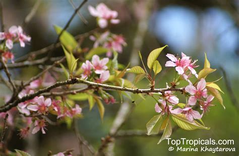 Prunus Cerasoides Himalayan Flowering Cherry