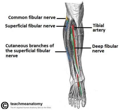 Nerves Of The Lower Limb Teachmeanatomy