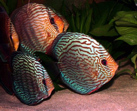 Discus Tropical Fish Wallpapers Hd Desktop And Mobile