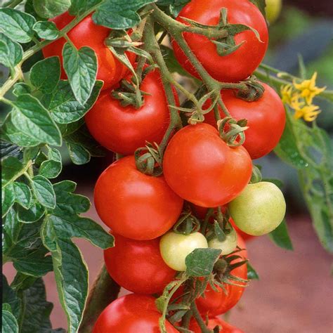 Buy Tomato Alicante Organic Seeds Indeterminate Organic Gardening