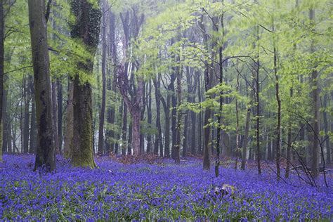 Vibrant Bluebell Carpet Spring Forest Foggy Landscape